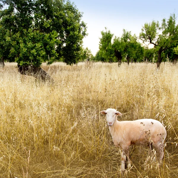 Moutons méditerranéens sur champ de blé et d'amandiers — Photo