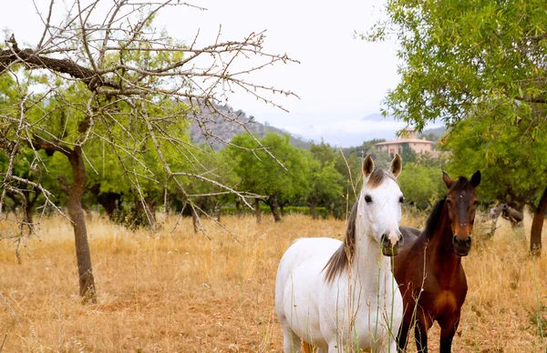 Cavalos castanhos e brancos no campo mediterrâneo de Maiorca — Fotografia de Stock