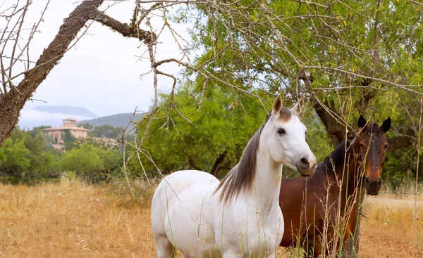 Barna és fehér ló Mallorca mediterrán területén — Stock Fotó