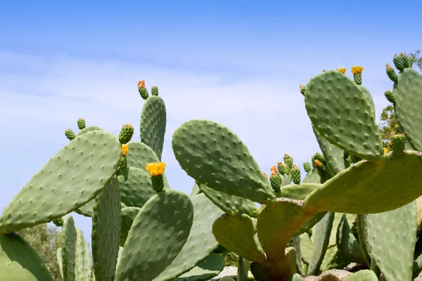Chumbera nopal planta de cactus típica mediterránea — Foto de Stock