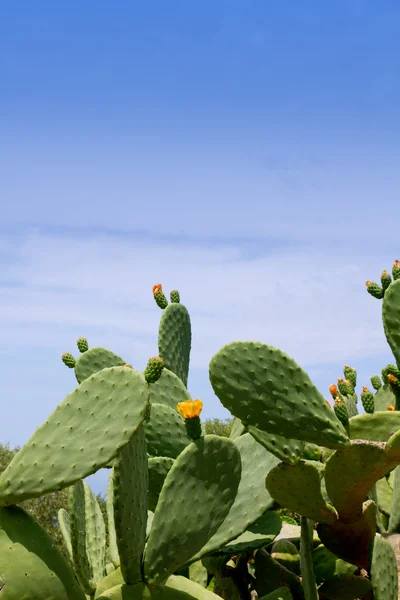 Chumbera nopal kaktusz növény tipikus mediterrán — Stock Fotó