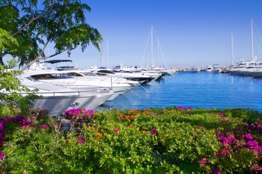 Calvia Puerto Portals Nous bougainvilleas garden in Mallorca clipart