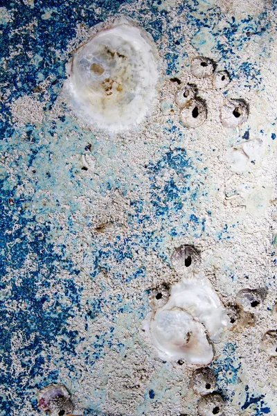 Αγκίστρωσης θάλασσα ζωή στη φλούδα προσγειώθηκε ηλικίας βαρκών — Φωτογραφία Αρχείου