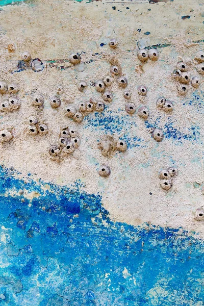 Αγκίστρωσης θάλασσα ζωή στη φλούδα προσγειώθηκε ηλικίας βαρκών — Φωτογραφία Αρχείου