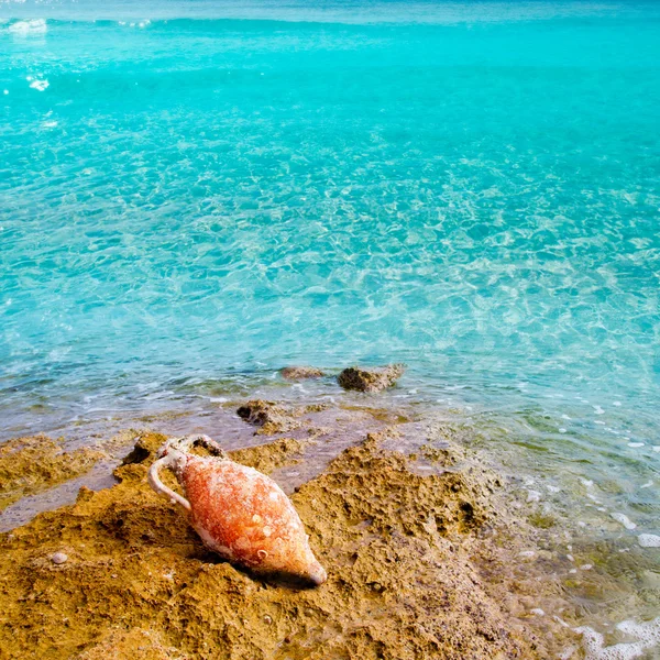Ánfora romana con ensuciamiento marino en el Mediterráneo —  Fotos de Stock