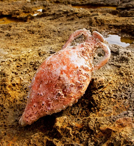 Ρωμαϊκή Αμφορέας με θαλάσσια ακαθαρσιών στην μεσογειακή — Φωτογραφία Αρχείου