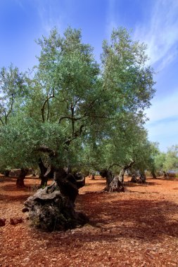 Ancient mediterranean olive trees from Majorca island clipart