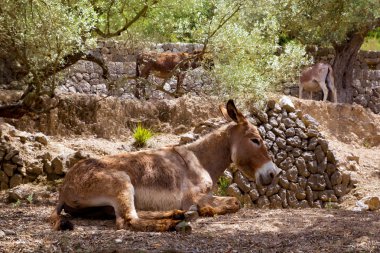 Donkey mule in s mediterranean olive tree field of Majorca clipart