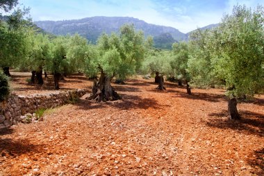 Olive trees from Majorca with red clay soil clipart