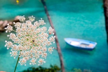 Balearic islands with wild carrot and turquoise Mediterranean clipart