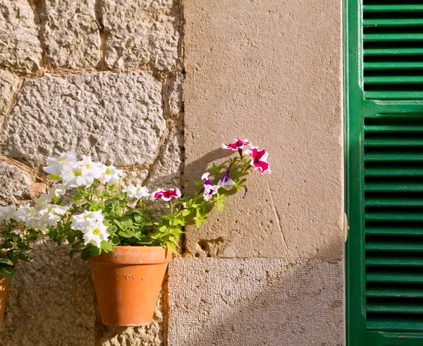 Rostliny květináče ve Valldemosse v baleárském ostrově Mallorca — Stock fotografie