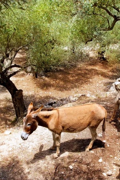 Mula burro en el campo mediterráneo de olivos de Mallorca —  Fotos de Stock