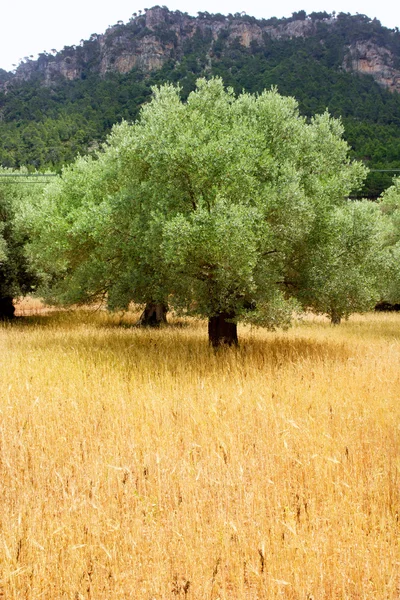 Landwirtschaft aus mallorquinischem Weizen mit Oliven — Stockfoto