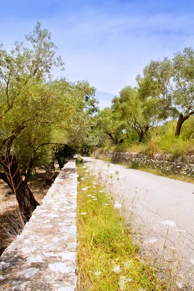 Mediterranean road with olive trees and wild carrot — Stock Photo, Image