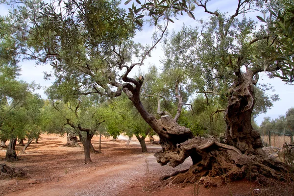 Antichi ulivi mediterranei dell'isola di Maiorca — Foto Stock