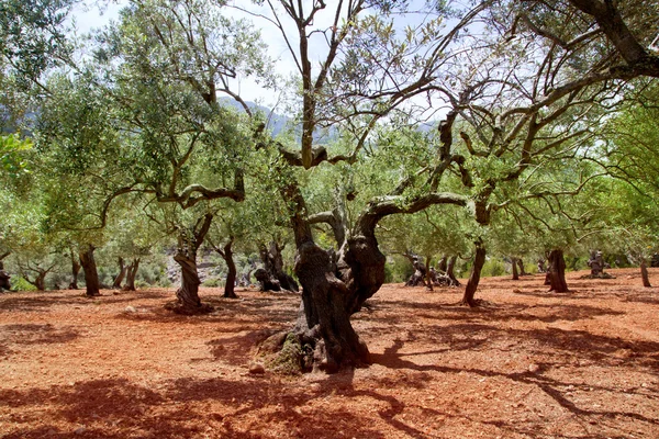 Oliviers de Majorque avec sol argileux rouge — Photo