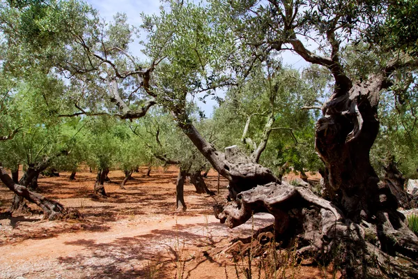 붉은 찰 흙 토양으로 마요르카에서 올리브 나무 — 스톡 사진