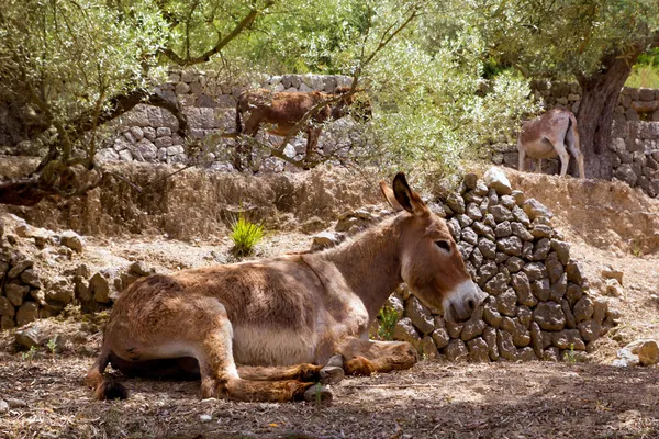 Osioł muła w s dziedzinie śródziemnomorskim drzewa oliwnego Majorka — Zdjęcie stockowe