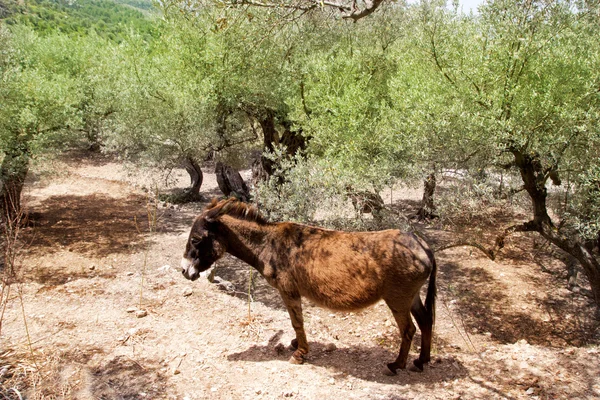 Åsna mula inom s Medelhavet olivträd Mallorca — Stockfoto