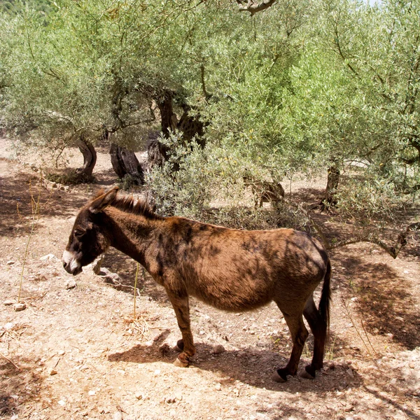 Γάιδαρος μουλάρι s μεσογειακή Ελιά πεδίο της Μαγιόρκα — Φωτογραφία Αρχείου