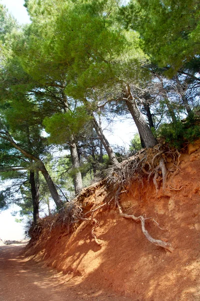 Pista mediterránea de bosque de pinos con raíces de árboles —  Fotos de Stock