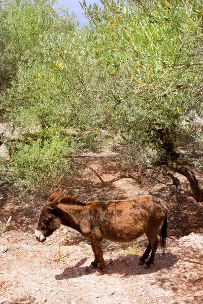 Mula burro em s campo de oliveira mediterrânea de Maiorca — Fotografia de Stock