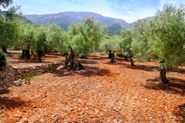 Ελιές από τη Μαγιόρκα με το κόκκινο πηλό χώμα — Φωτογραφία Αρχείου