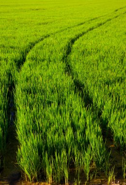 Green grass rice field in Spain Valencia clipart