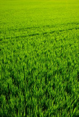 Green grass rice field in Valencia Spain clipart