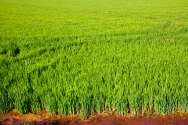 yeşil çim pirinç alan valencia, İspanya