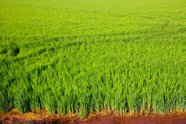 Green grass rice field in Valencia Spain clipart