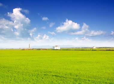 Green grass rice field in Valencia Spain clipart