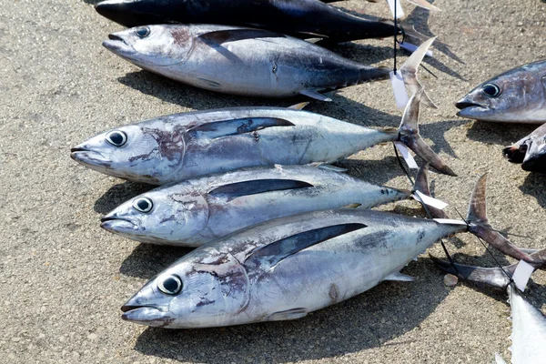 Långfenad tonfisk thunnus alalunga fångst — Stockfoto