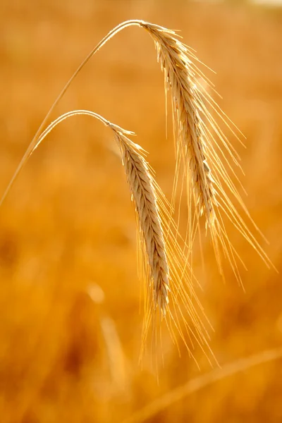 Golden wheat two spikes of ripe cereal — Stock Photo, Image