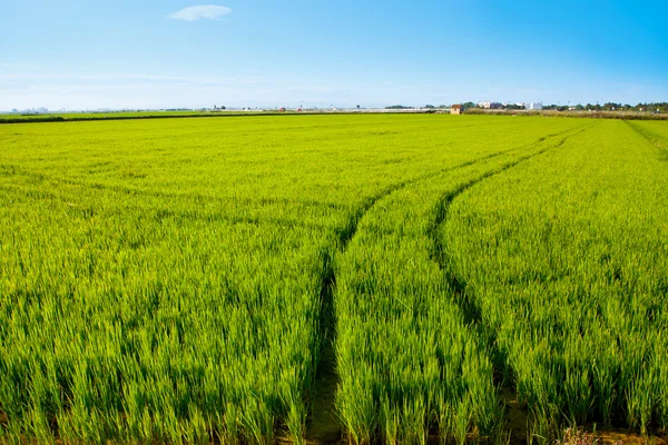 Zöld fű rizs területén Valencia Spanyolország — Stock Fotó