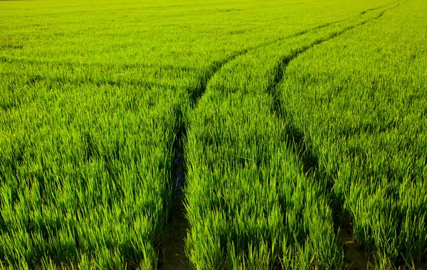 Zielona trawa ryżu pola w Walencji w Hiszpanii — Zdjęcie stockowe