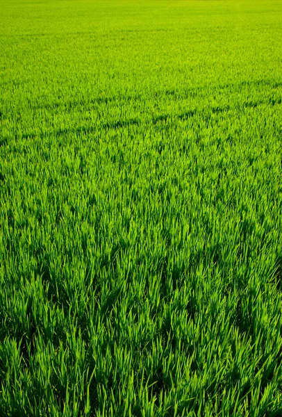 Yeşil çim pirinç alan valencia, İspanya — Stockfoto