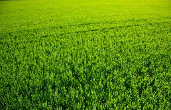 Yeşil çim pirinç alan valencia, İspanya — Stockfoto
