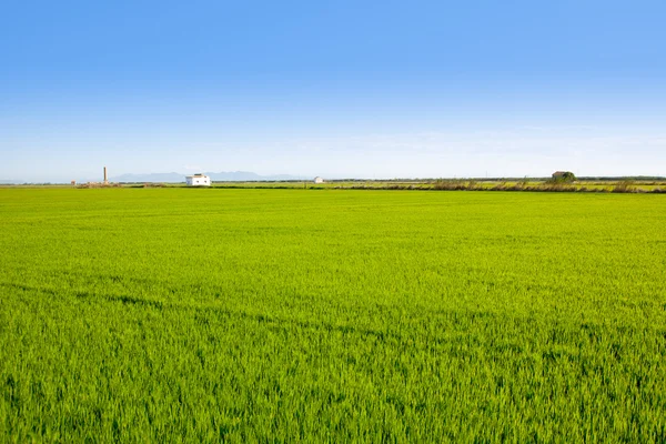 Зелена трава рисові поля в Valencia Іспанії — стокове фото