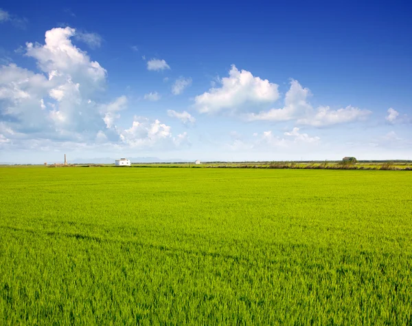 Green grass rice field in Valencia Spain — Stock Photo, Image