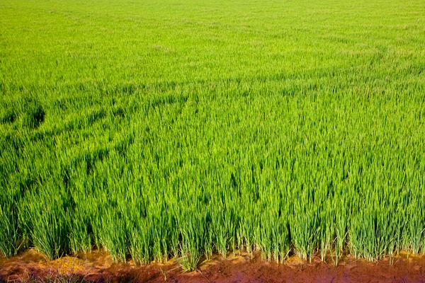 Campo de arroz de grama verde em Valência Espanha — Fotografia de Stock