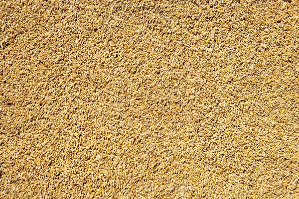Wzór tekstura ziarna pszenicy zboże — Zdjęcie stockowe
