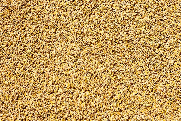 Cereal wheat grain texture pattern — Stock Photo, Image