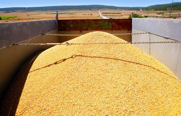 Moisson des céréales monticule de blé dans le camion — Photo