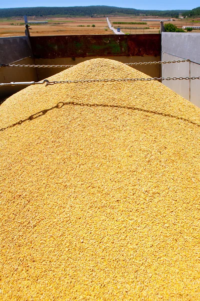 Obilné sklizeň pšenice mohyla v kamionu — Stock fotografie