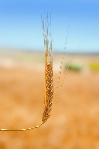Cereal spike in wheat golden field — Stock Photo, Image