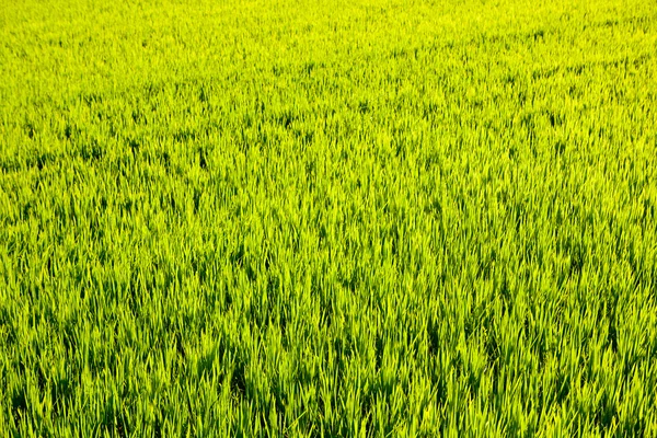 Zielona trawa ryżu pola w Walencji, Hiszpania — Zdjęcie stockowe