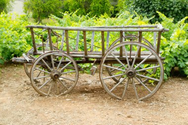 Wine old wood horses cart in grape field clipart