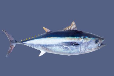 mavi yüzgeçli orkinos thunnus thynnus tuzlu su balık