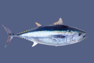 Bluefin tuna Thunnus thynnus saltwater fish clipart